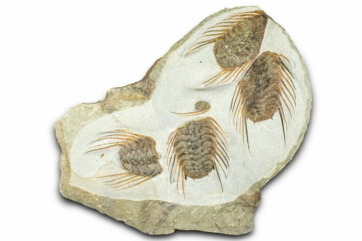 Plate Of Four Spiny Selenopeltis Trilobites #365713